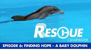 A Baby Dolphin Rescue, Finding Hope - Rescue-Clearwater Season 1: Ep. 6