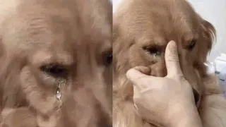 Der Hund weinte wie ein Baby, als er seinen früheren Besitzer sah