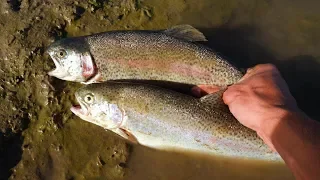 Catch and Cook Stocked Trout (Surprisingly Good Fish)