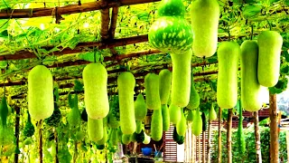 AMAZING Agriculture Technology 2023 - Grow Millions Of Zuchinni !!