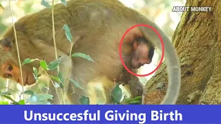 Million Sad..!! Poor Young Mom Monkey Unsuccessful Giving Birth Her First Newborn Baby & Pass Away
