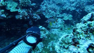Deep Reef 3-prong Action! | Ft. Moonfish and Luke Vaughn