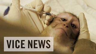 Experimenting on Animals: Inside The Monkey Lab