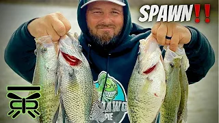 How to FIND CRAPPIE on ANY Lake during the CRAPPIE SPAWN❓🐟