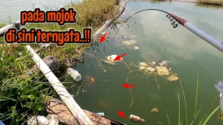 SEPASANG BABON LAGI MOJOK TERTANGKAP‼️mancing ikan hama red devil NAHOL MANIA