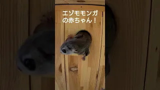 エゾモモンガの赤ちゃん生まれてた！