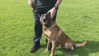 Dublin Airport Police Dog Unit