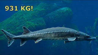 Ultimate Fishing Simulator 2: Caught 931kg Beluga Sturgeon! (New Record)