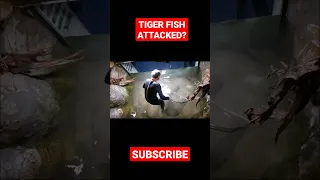 Tiger Fish Attack