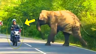 They saw a Mother Elephant Crying for Help and followed her. What happened next shocks