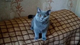 British Shorthair male (5 months)