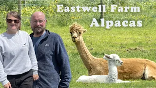 🎥 Exploring Eastwell Farm: Alpacas in Northern Ireland | Interview with owner Joanne