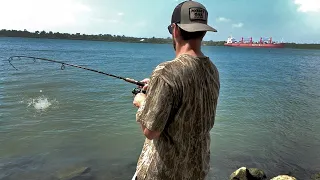 Saltwater INVADING the Mississippi River Has These Fish LOADED UP!!!