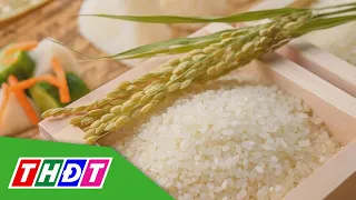 Giá gạo tăng mạnh sau lệnh cấm xuất khẩu của Ấn Độ | THDT