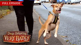 Dogs Behaving Very Badly - Series 2, Episode 8 | Full Episode