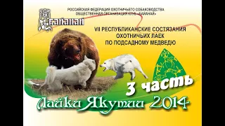 Лайки Якутии 2014 по медведю 3