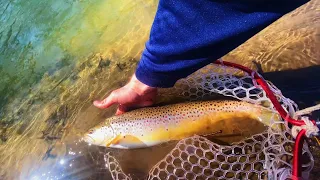 Early Spring Trout fishing at some small over looked NY streams for Big Wild Browns! (￼2023)