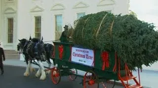 Raw: Christmas Tree Arrives at White House