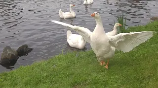 Gosling greeting me today as the family came ashore.