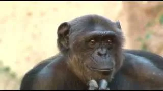 Chimpances - Loro Parque