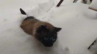 кот в глубоком снегу
