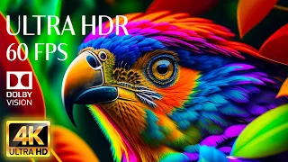 4K HDR 120fps Dolby Vision with Animal Sounds & Calming Music (Colorful Dynamic)