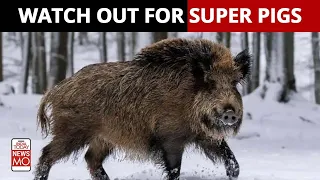 What is Canada's 'super pigs' and why are they deadly? | Newsmo