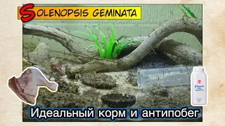 Идеальный корм и антипобег для огненных муравьев ● FIRE ANTS Solenopsis geminata