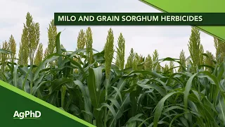 Milo & Grain Sorghum Herbicides (FROM AG PHD SHOW #1147 - AIR DATE 3-29-20)