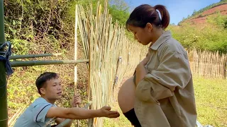 Haciendo una cerca de bambú alrededor de la casa, la esposa se prepara para dar a luz | Vi Van Hung|