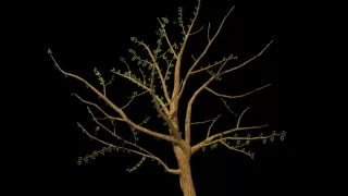 Maya sakura tree grow animation