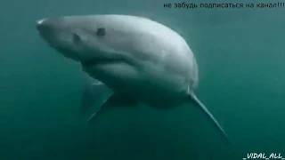 Нападение акулы!!! SHARK ATTACK!!!