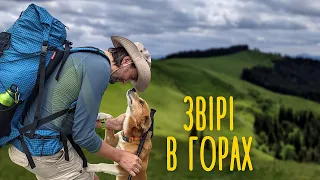 Похід Карпатами від Плоскої до Довгої 🏕 Кемпінг "Сіан", Буковель, КМ Skogur (Яблуниця) #4