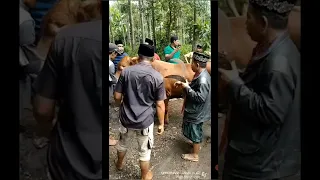 Mendebarkan!! Detik2 Warga Memburu Maling Sapi beserta Sapi Curiannya || Akhirnya Ketemu...