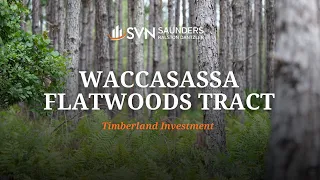 Florida Timberland Tract For Sale | Waccasassa Flatwoods Tract | 21,730 ± Acres | Chiefland, FL