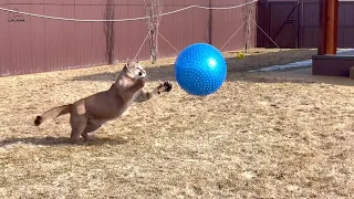 Huge scary ball! Cougar Messi doesn't know what to do with it