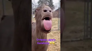 Лама животное прикол челлендж/Lama animal funny challenge