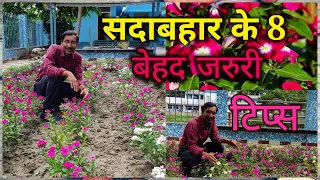 सदाबहार के ४  बेहद जरुरी टिप्स, अब सालभर खिलेंगे फूल // Vinca flowers tips