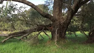 Yellagonga Regional Park Woodvale I Nature Reserve Located in Perth Western Australia