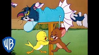 Tom & Jerry em Português | Brasil |  P-p-p-pássaros! | WB Kids