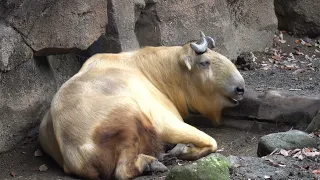 [東京]多摩動物公園・アジア園のゴールデンターキン 2023.12.16.