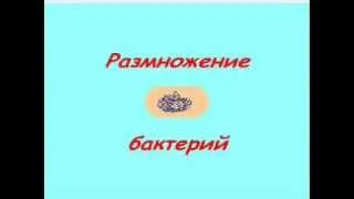 Размножение бактерий.wmv.mp4