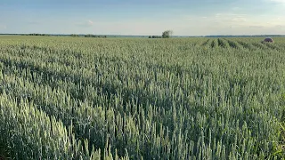 130622 огляд полів кукурудза, сонячник, соя, пшениця, кавун no till