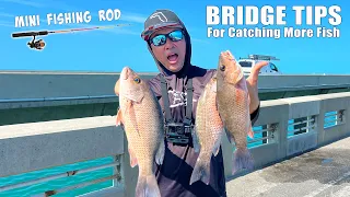 Snapper and Mini Rods + Bridge Fishing Tips for Beginners