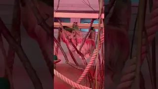 Ленивец в калининградском зоопарке