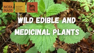 Wild Edible and Medicinal Plants with Russ Cohen and Priscila Espinosa