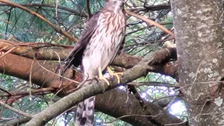 Coopers Hawk Having Breakfast in Bristol Connecticut