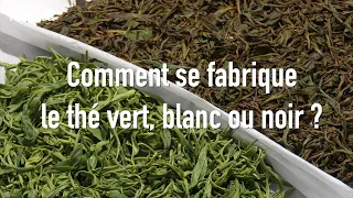 Comment fabriquer du thé ?