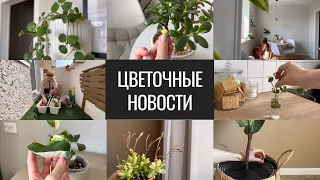 Цветочные Новости