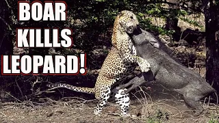 You Won't Believe How This Boar Killed This LEOPARD!